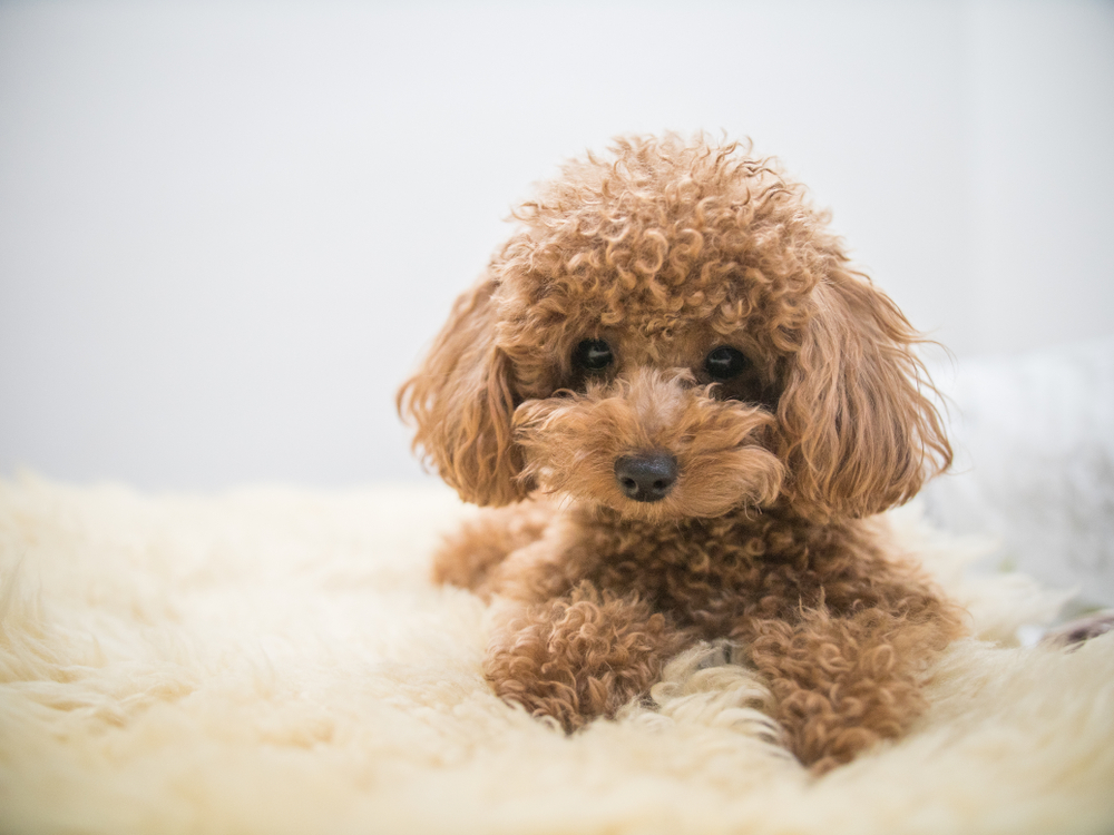 Come curare un cane dal pelo ricciuto